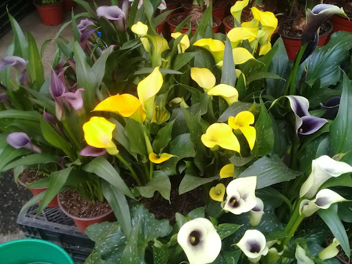 Feria de las flores – Melchor Ocampo
