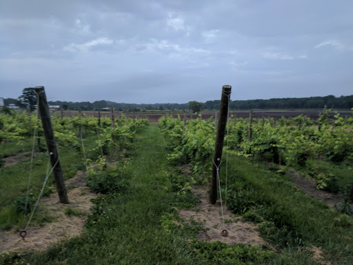 Vineyard «Iron Plow Vineyards», reviews and photos, 26750 Mt Pleasant Rd, Columbus, NJ 08022, USA