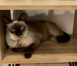 VETERINARY CLINIC ANIMAL PLANET photo