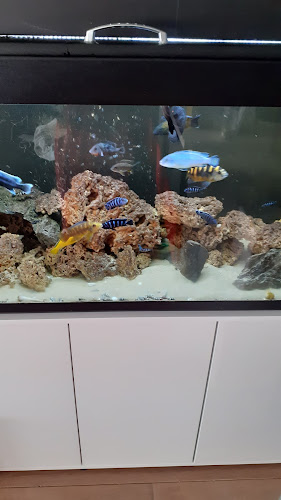 Aquarium Discus - Oostende