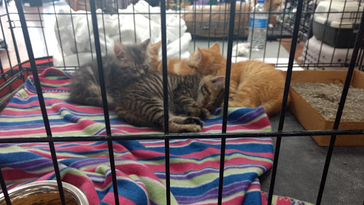 Pet Supply Store «Pet Valu», reviews and photos, 27246 Lorain Rd, North Olmsted, OH 44070, USA