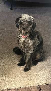 Top Paw Resort - Photo 6 - Car repair in Carrollton, TX, Carrollton