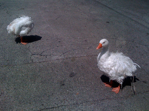 Park «Horner Park», reviews and photos, 2741 W Montrose Ave, Chicago, IL 60618, USA