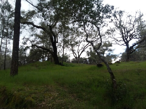 National Forest «Petrified Forest», reviews and photos