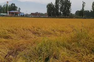 Paddy Fields Dangerpora image