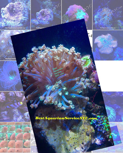 Best Aquarium Service NYC, Inc. image 7