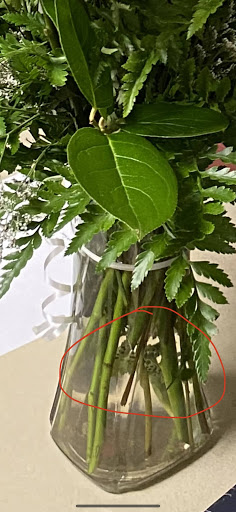 Florist «Tuscaloosa Flower Shoppe», reviews and photos, 2208 University Blvd, Tuscaloosa, AL 35401, USA