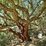 Photo n°3 de l'avis de Ottorino. fait le 13/07/2022 à 09:26 sur le  Ostello Ristorante Su Mannau à Fluminimaggiore