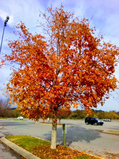 Auto Auction «Manheim Nashville», reviews and photos, 8400 Eastgate Blvd, Mt Juliet, TN 37122, USA