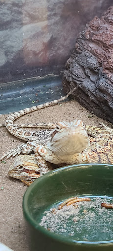 Pet Supply Store «Petco Animal Supplies», reviews and photos, 600 US-441, The Villages, FL 32159, USA