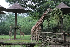 Prigen Safari Park image