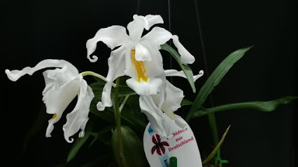 Estufa de orquídeas