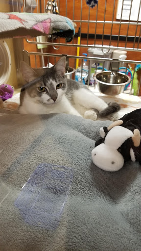 Pet Supply Store «PetSmart», reviews and photos, 320 W Town Square Way, Oak Creek, WI 53154, USA