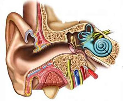 Heights Audiology & Hearing Aids