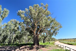 Giant Red Gum Tree. image