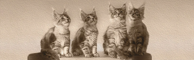 Tiny silver cat | Maine Coon
