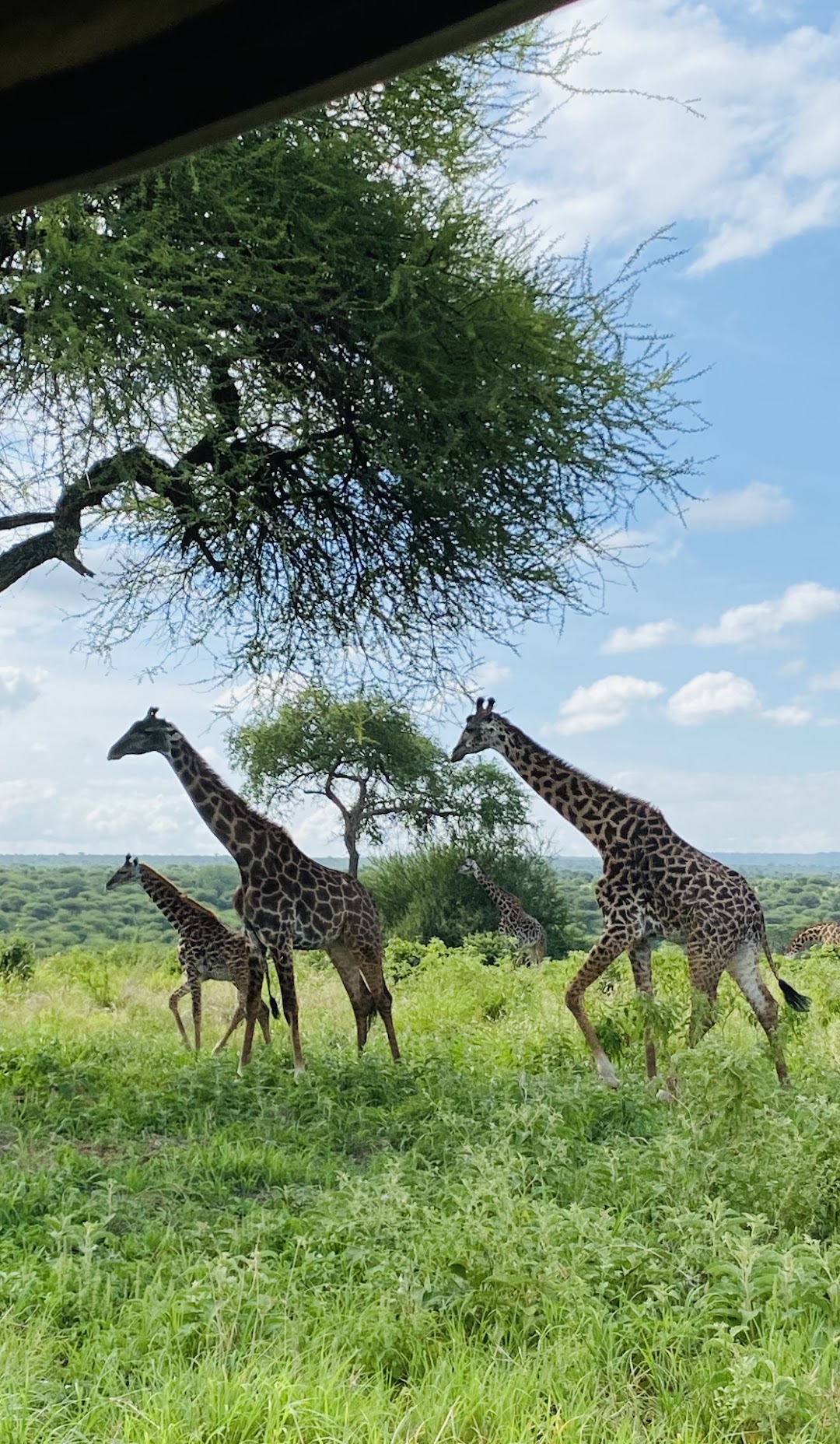 Tanzanie Rodrick safari