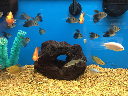 Pet Supply Store «Petco», reviews and photos, 590 E Waterfront Dr, Homestead, PA 15120, USA