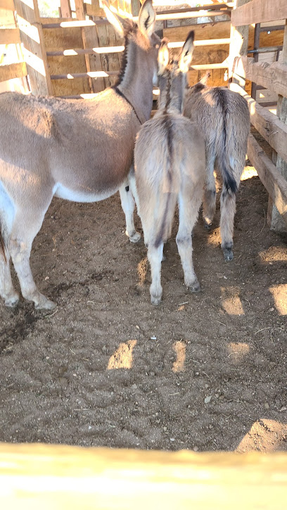 Escambia County Co-Op Stockyard