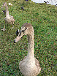 Photo n°12 de Anse de Kerhuon à Le Relecq-Kerhuon ()