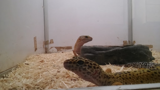 Pet Store «El Granero Pet Shop», reviews and photos, 15700 Atlantic Ave, Compton, CA 90221, USA