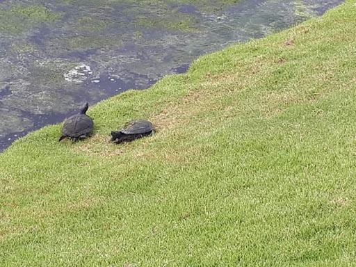 Golf Course «Legends Golf & Resort», reviews and photos, 1500 Legends Dr, Myrtle Beach, SC 29579, USA