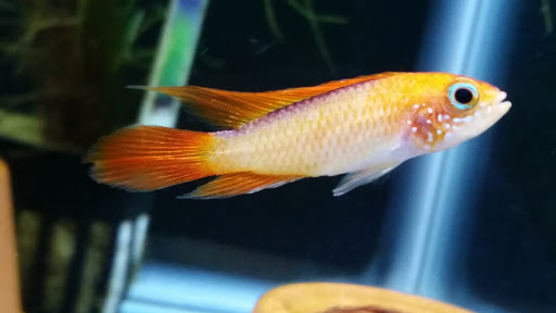 Pet Store «Plattsmouth Pets», reviews and photos, 430 Main St, Plattsmouth, NE 68048, USA