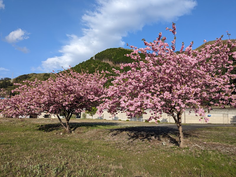 しばい処 花菊