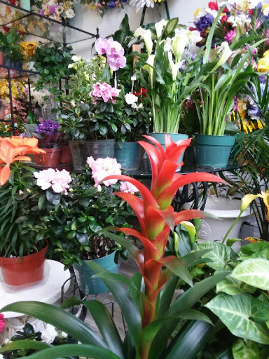 Florist «A Daisy A Day», reviews and photos, 749 Silas Creek Pkwy, Winston-Salem, NC 27127, USA