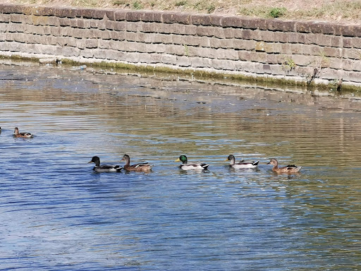 Park «W. J. Thomas Park», reviews and photos, 1955 Perry Rd, Carrollton, TX 75006, USA