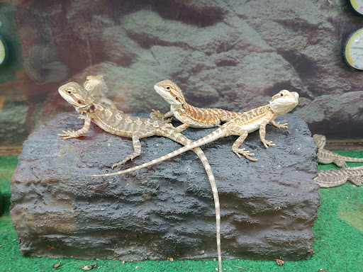 Pet Supply Store «Petco Animal Supplies», reviews and photos, 195 E 12300 S, Draper, UT 84020, USA