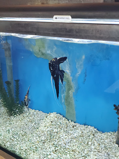 Tropical Fish Store «Sea Level», reviews and photos, 8590 Excelsior Blvd, Hopkins, MN 55343, USA