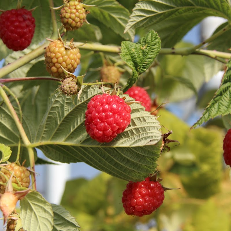 Ooijs Moois, de pluktuin in de Ooijpolder