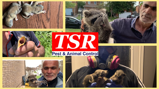 TSR Pest Control and Wildlife Removal Toronto