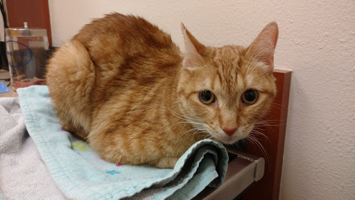 Pet Supply Store «PetSmart», reviews and photos, 2840 W Chandler Blvd, Chandler, AZ 85224, USA