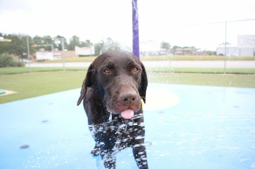 Pet Boarding Service «Creature Comforts», reviews and photos, 1600 W Cotton St, Longview, TX 75604, USA