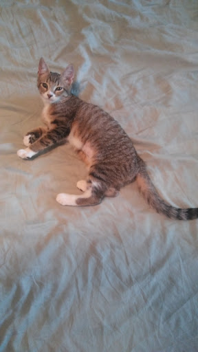 Pet Supply Store «Petco Animal Supplies», reviews and photos, 11147 Park Blvd N, Seminole, FL 33772, USA