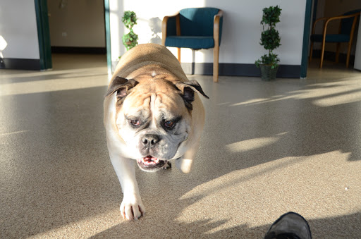 632 Amersale Dr, Naperville, IL 60563, USA