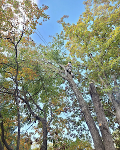 Signal Tree Arboriculture 