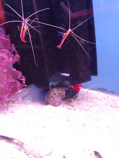 Pet Supply Store «Monrovia Tropical Fish», reviews and photos, 603 W Huntington Dr, Monrovia, CA 91016, USA