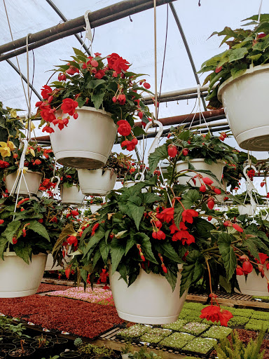 Wholesale Plant Nursery «Garden Fantasy», reviews and photos, 43250 Tyler Rd, Belleville, MI 48111, USA