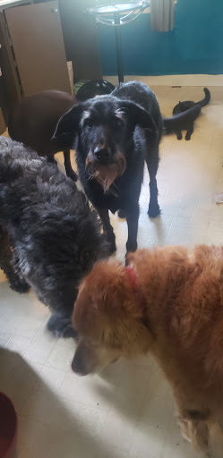 Pet Supply Store «Pet Supplies Plus», reviews and photos, 2801 Wade Hampton Blvd #100, Taylors, SC 29687, USA