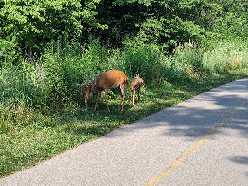 Nature Preserve «Forest Glen Woods», reviews and photos, 5420 N Forest Glen Ave, Chicago, IL 60630, USA