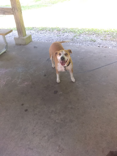 State Park «Natchez Trace State Park», reviews and photos, 24845 Natchez Trace Rd, Wildersville, TN 38388, USA