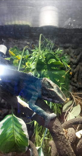 Pet Store «Off The Hook Exotics Pet Shop», reviews and photos, 926 5th Ave, Coraopolis, PA 15108, USA