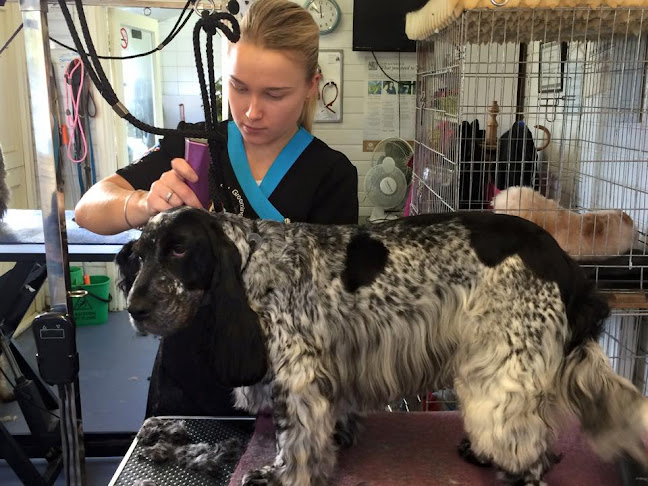 Leicester Dog Grooming