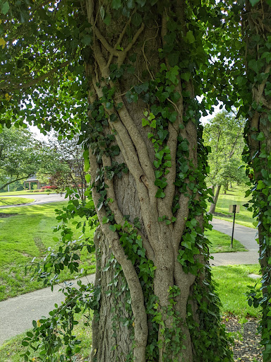 Park «Florence Nature Park», reviews and photos, 7200 Parkview Dr, Florence, KY 41042, USA