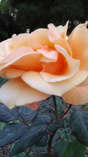 Prospect Park - photo 99