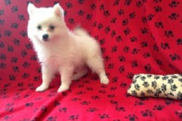 Pet Supply Store «Just Pets», reviews and photos, 8874 Maximus Dr, Lone Tree, CO 80124, USA