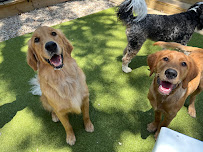 Doggie Howser Pet Social Club - Photo 1 - Car repair in Austin, TX, Austin